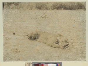 Dead Lioness, Kenya, ca.1908-1912