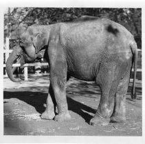 View of "Sue" the elephant at six months of age at the William Land Park Zoo