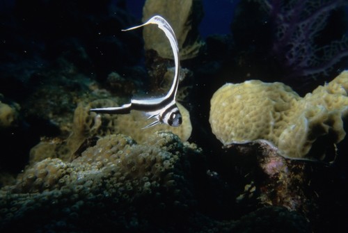 Juvenile spotted drum fish (Equetus punctatus) swimming in the coral