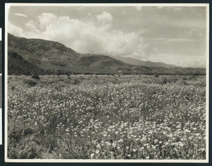 Field of wild flowers with mountains jutting in from the left, ca.1935