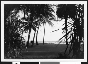 Palm trees on a Hawaiian beach