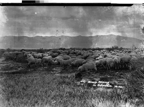 Sheep Raising in California
