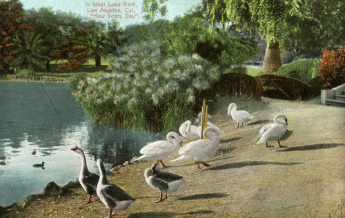 Geese and swans at Westlake Park