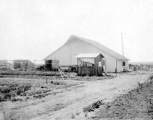 Barn used as temporary dwelling, allotment 46. Durham State Land Settlement, Durham, Calif