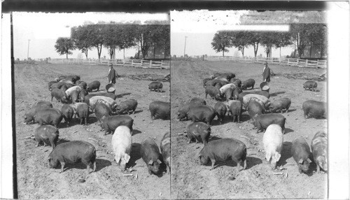 Genuine corn-fed pork - feeding hogs in a prairie pasture. Illinois