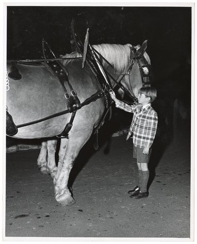 Young child touching a fully harnessed horse
