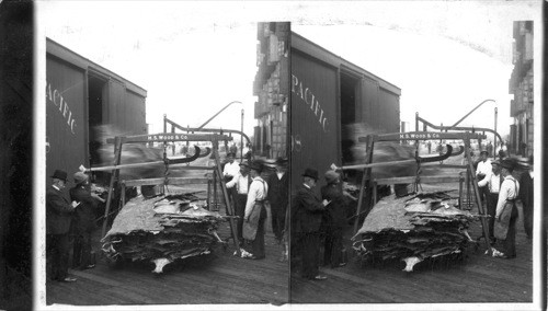 Weighing and Counting Hides Arriving from So. America, New York City