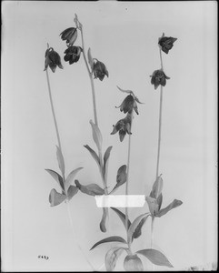 Close-up of a specimen of chocolate lily (Fritillaria biflora), ca.1920