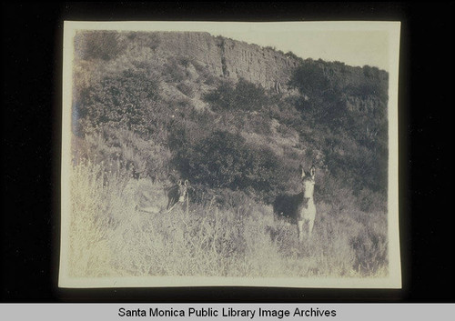 Two mules in Santa Monica Canyon