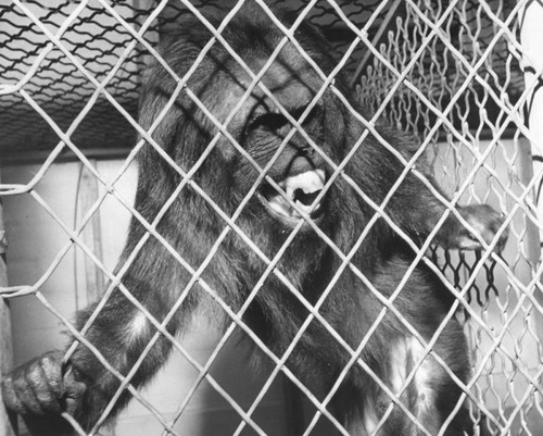 A Macaque baboon at the Baldwin Park Animal Shelter