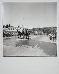 Mounted units in a Guerneville parade, Guerneville, California, 1978