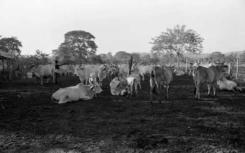Man standing with a herd, San Basilio de Palenque, 1976