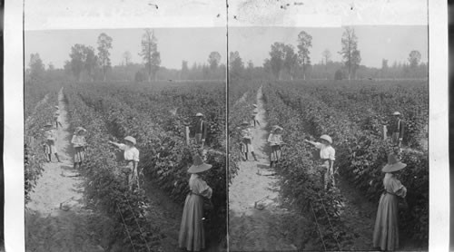Berry Pickers in a Red Raspberry Patch. Puyallup, Washington