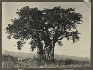 Baobab, Moshi, Tanzania, ca.1929-1940
