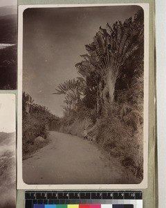 Men by Travellers' tree by road side, Madagascar, ca. 1913