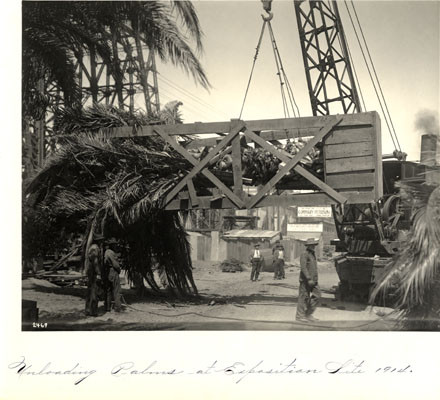 Uploading palms at exposition site, 1914