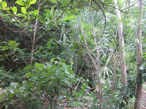 Forest across road from Don Leovilda's Milpa 02