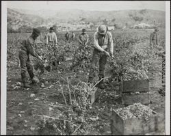 Men harvesting grapes at the Haraszthy vineyards, East Spain Street, Sonoma, California, between 1900 and 1910
