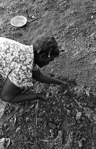 Woman planting peanuts, San Basilio de Palenque, 1977