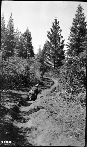 Construction, Trails, showing heavy growth of manzanita through which the trail was constructed