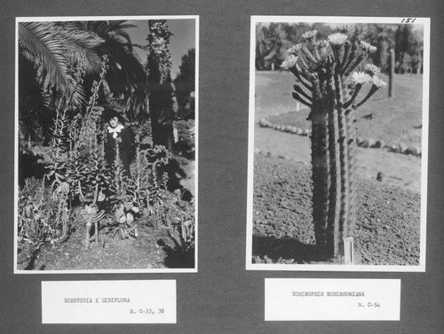 Desert garden views of echinopsis and echeveria specimens