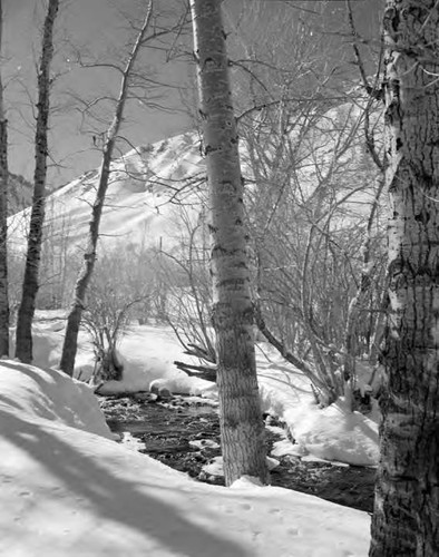 Winter stream scene in Owens Valley