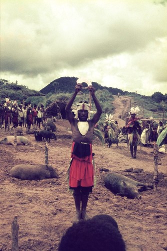 Decorated man holding a shell for its recipient, pigs tethered in background, men wear ritual finery including feathered headdresses