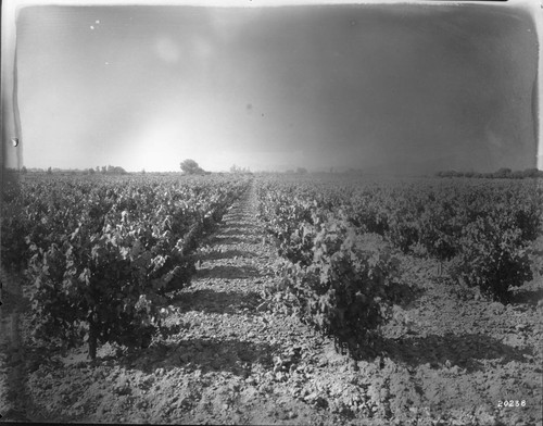 SunMaid Growers-General View of Vineyard