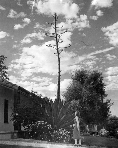 Tree top tall Century plant