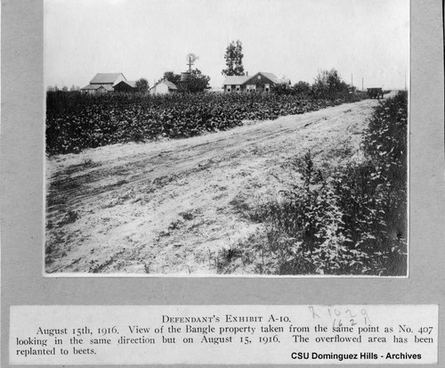 Weinberg Company vs. Bixby, et al; Defendant's Exhibit A-10; road through beet crop at Bangle farm