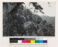 Below Incline on W. exposure. A dense hardwood type of canyon oak in closeup. Nontimber growing site. Assoc sp.: Lithocarpus densiflora. (Air photo 95-6)