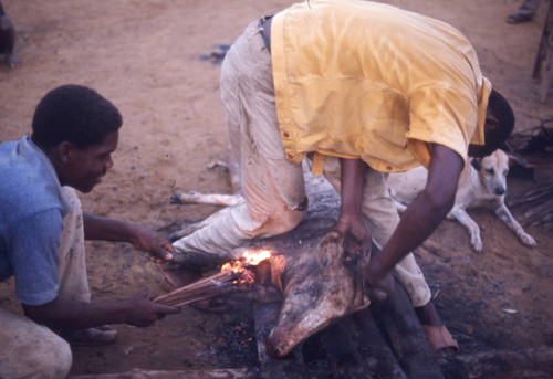 Men cooking a pig, San Basilio de Palenque, 1976