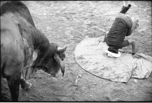 Bullfighter on headstand in front of a bull, San Basilio de Palenque, 1975