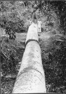 Cut down giant tree, Tanzania, ca.1900-1914