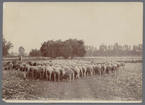 Flock of Sheep near eventide, Santa Clara Valley, ca. 1900