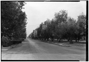 Automobile on an unidentified pepper tree-lined road