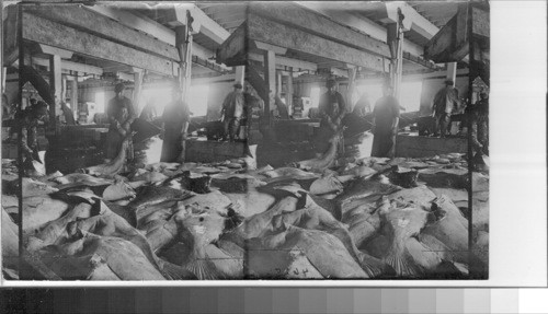 Halibut ready for packing at the Canadian Fish Co. plant. Canada