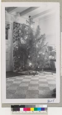 A monterey pine Christmas tree cut in Santa Cruz County near Aptos, and used in Berkeley Christmas 1951. These trees sold for $3.50 to $4.00 each on San Pablo Avenue, about the same as white fir. Metcalf