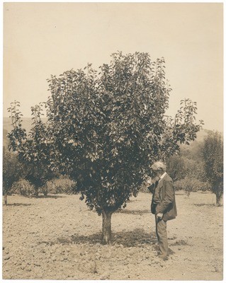 John Muir in pear orchard at home, Martinez, California