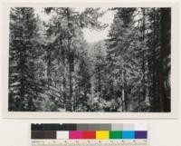 One mile SE of Brownell camp. Semi-dense trees. Ponderosa pine-321 stand. Associated species: A few Pinus lambertiana, Pseudotsuga taxifolia, Libocedrus decurrens, Arctostaphylos canescens, Ceanothus cordulatus. Glenn County
