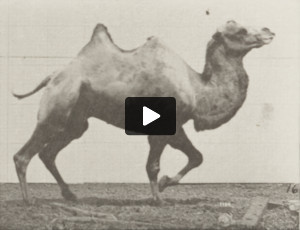 Bactrian camel racking