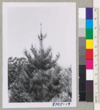 Dr. McNulty's Monterey Pine Plantation in Headlsburg. Tree #4 after pruning. March 1955. Metcalf
