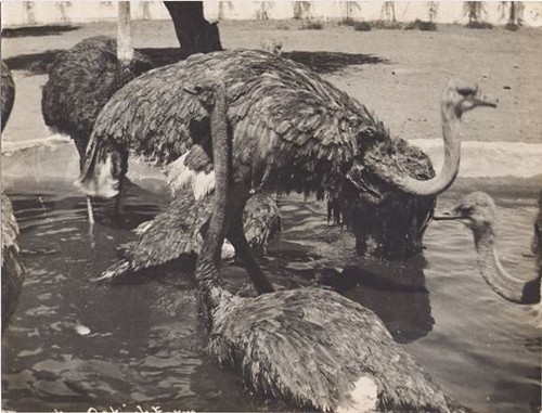 Ostriches Take a Bath at Cawston Ostrich Farm