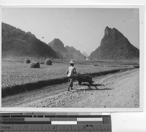Harvest time at Wuzhou, China, 1947
