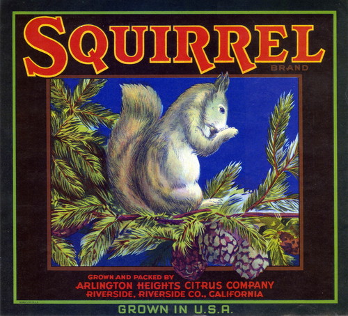 Crate label, "Squirrel Brand." Grown and Packed by Arlington Heights Citrus Co., Riverside, Calif