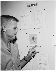 Oriental fruit fly trap, (Orange county section), 1960