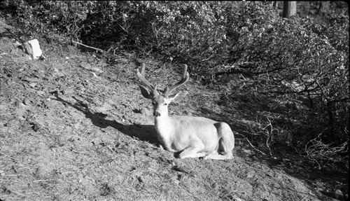 Deer, Mule Deer buck, Sunset Rock