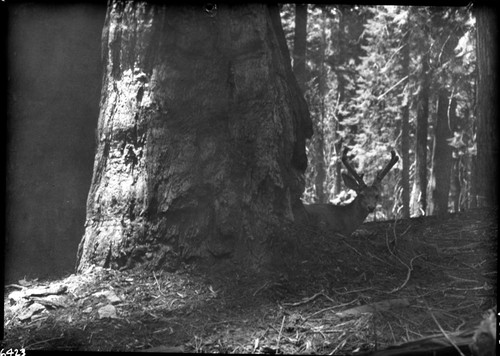 Joseph Dixon,, 330619, Giant Forest, SNP, Deer, Mule Deer buck at base of Sequoia