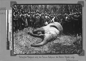 An elephant shot down, Rutenganio, Tanzania, ca. 1898-1914