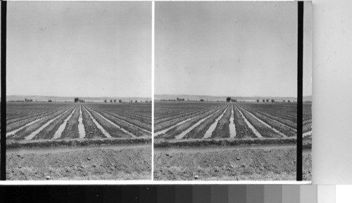 Cotton irrigation near El Paso, Tex